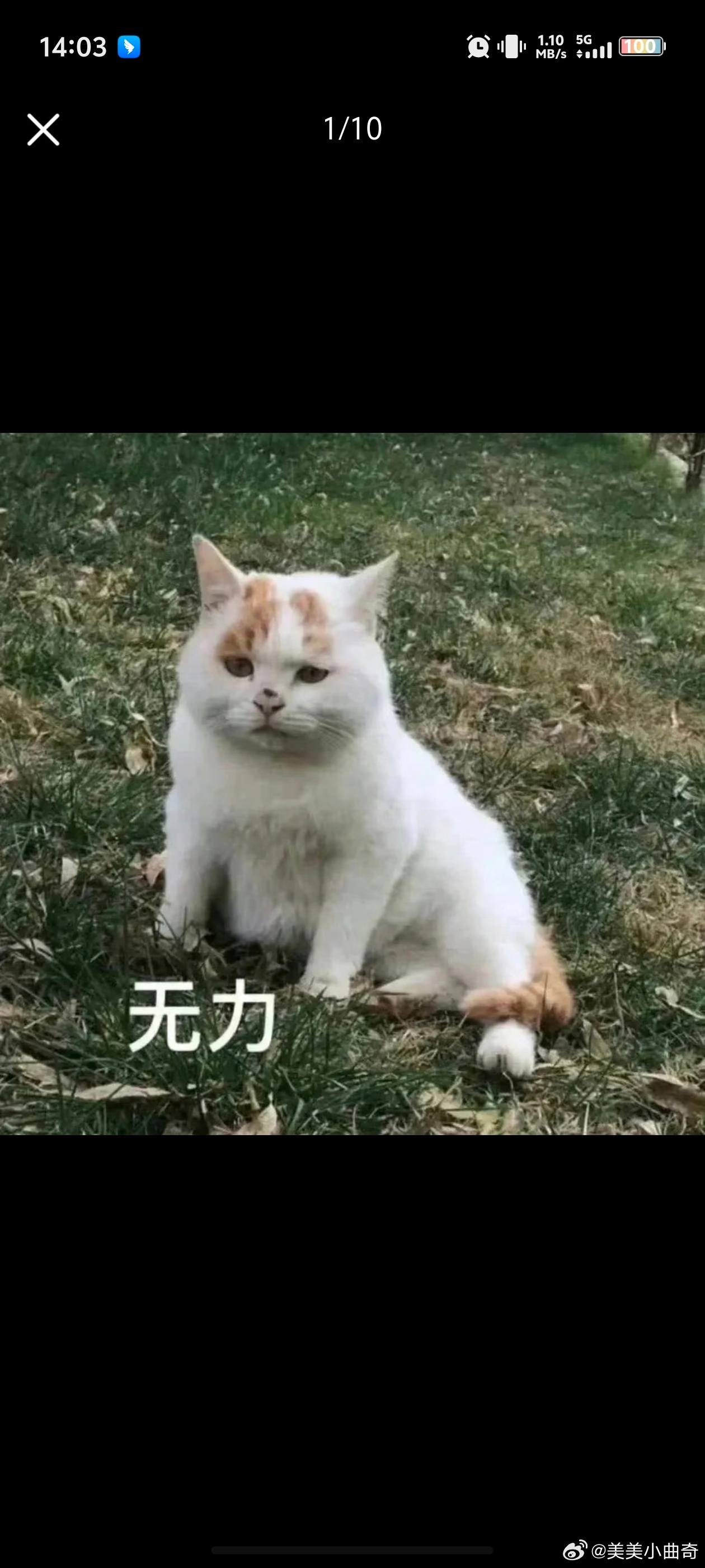 以为四川的蟑螂已经很大了，偶尔在妈妈家厨房能看到一次，来了广东发现，路上经常看到