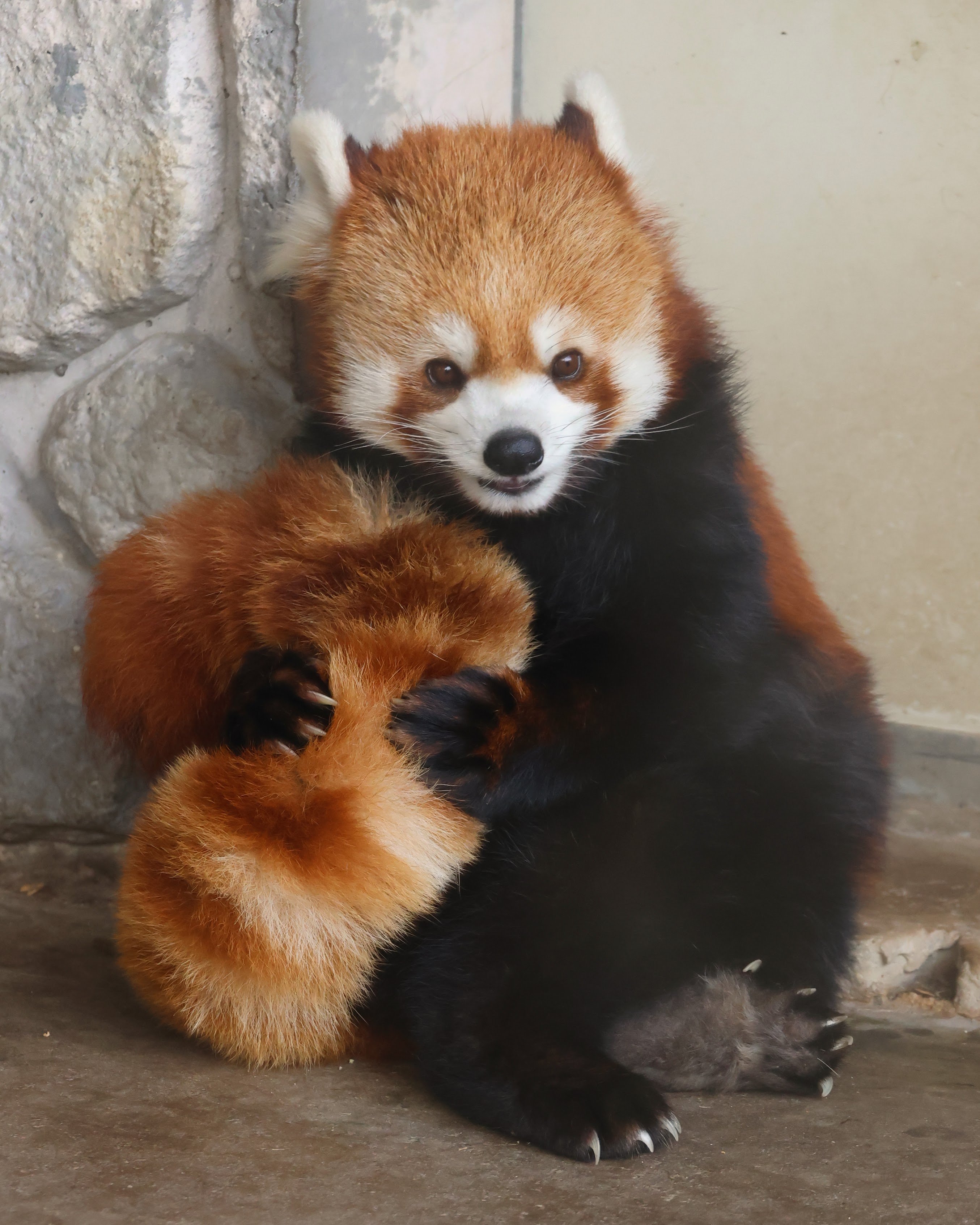 小熊猫 “谁也不能.....拿走....我的宝贝....！”优香抱着自己的宝贝尾