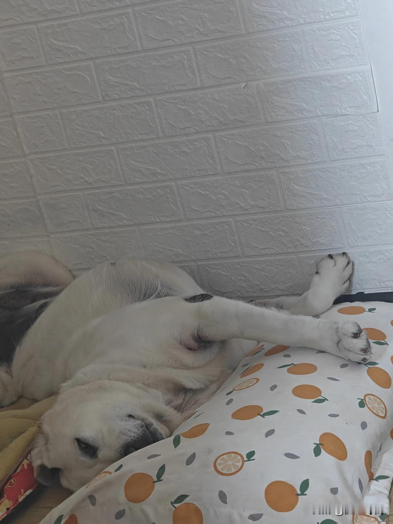 给你们看看我家拉布拉多睡觉姿势是不是很可爱，从小到大就喜欢这样睡觉。