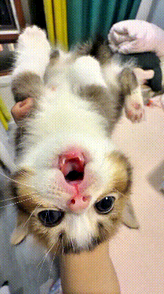 这个视频我看了好几遍，这只长不大的小奶猫实在招人稀罕。主人想着逗它玩耍，把小猫从