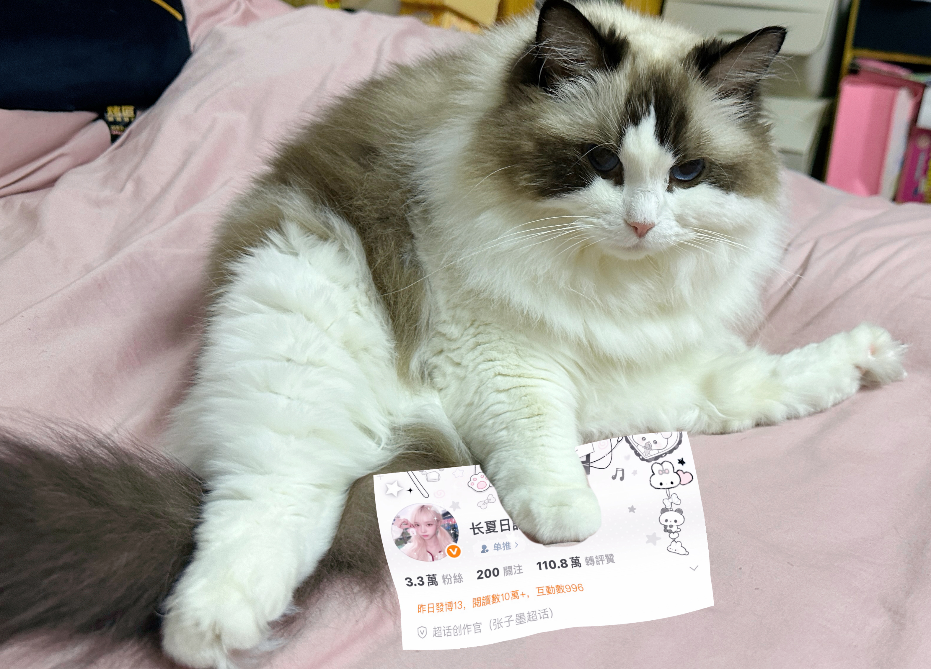 强势占位🐱 ​​​