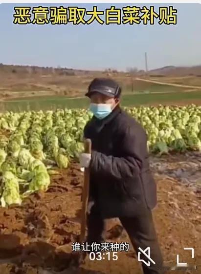 为了套取上面对农民种菜的补贴，村民疯狂弄虚作假，对已收割的大白菜早栽晚收，这样的