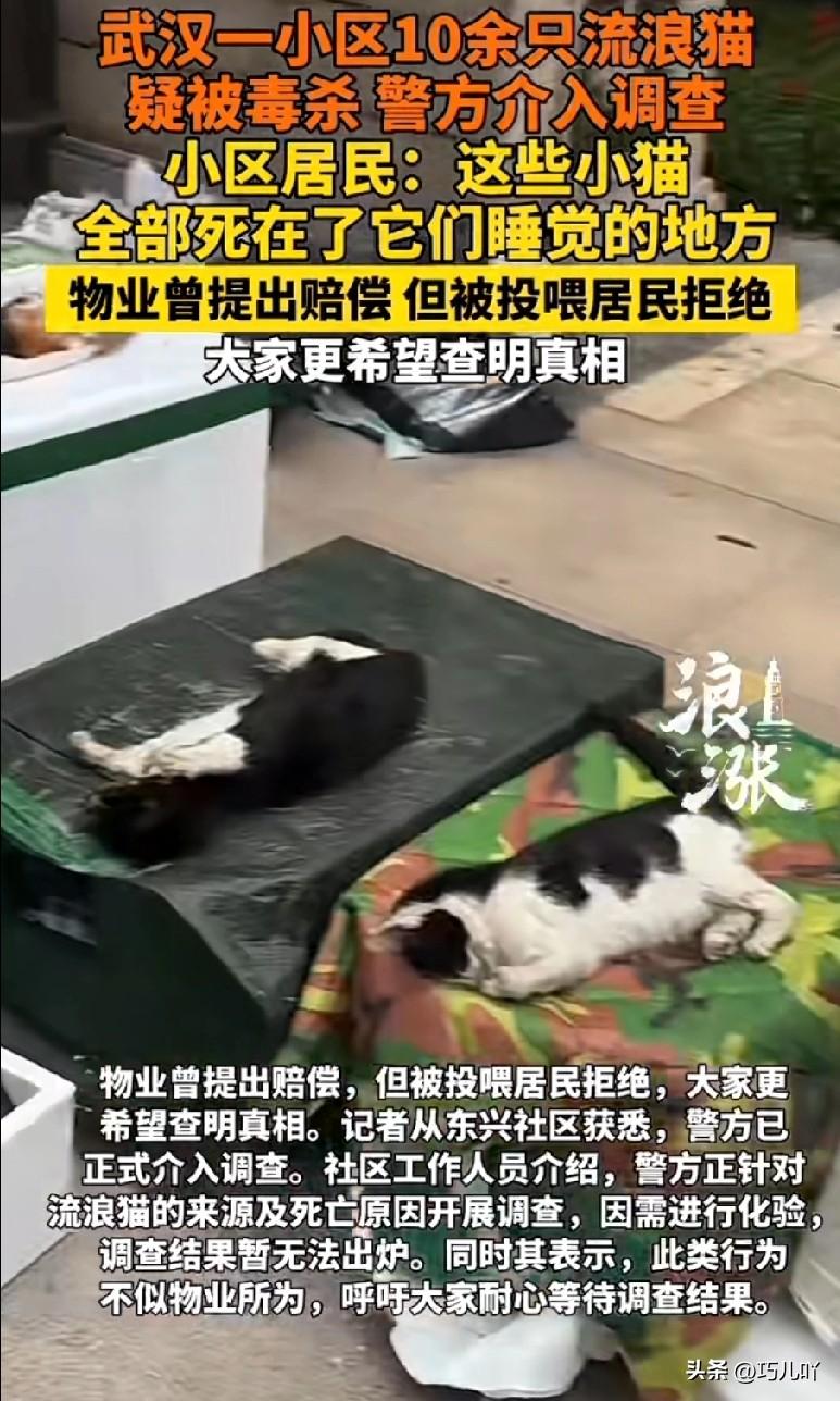 3月7日，武汉市青山区大华滨江天地小区10多只流浪猫离奇死亡。

现在当地警方已