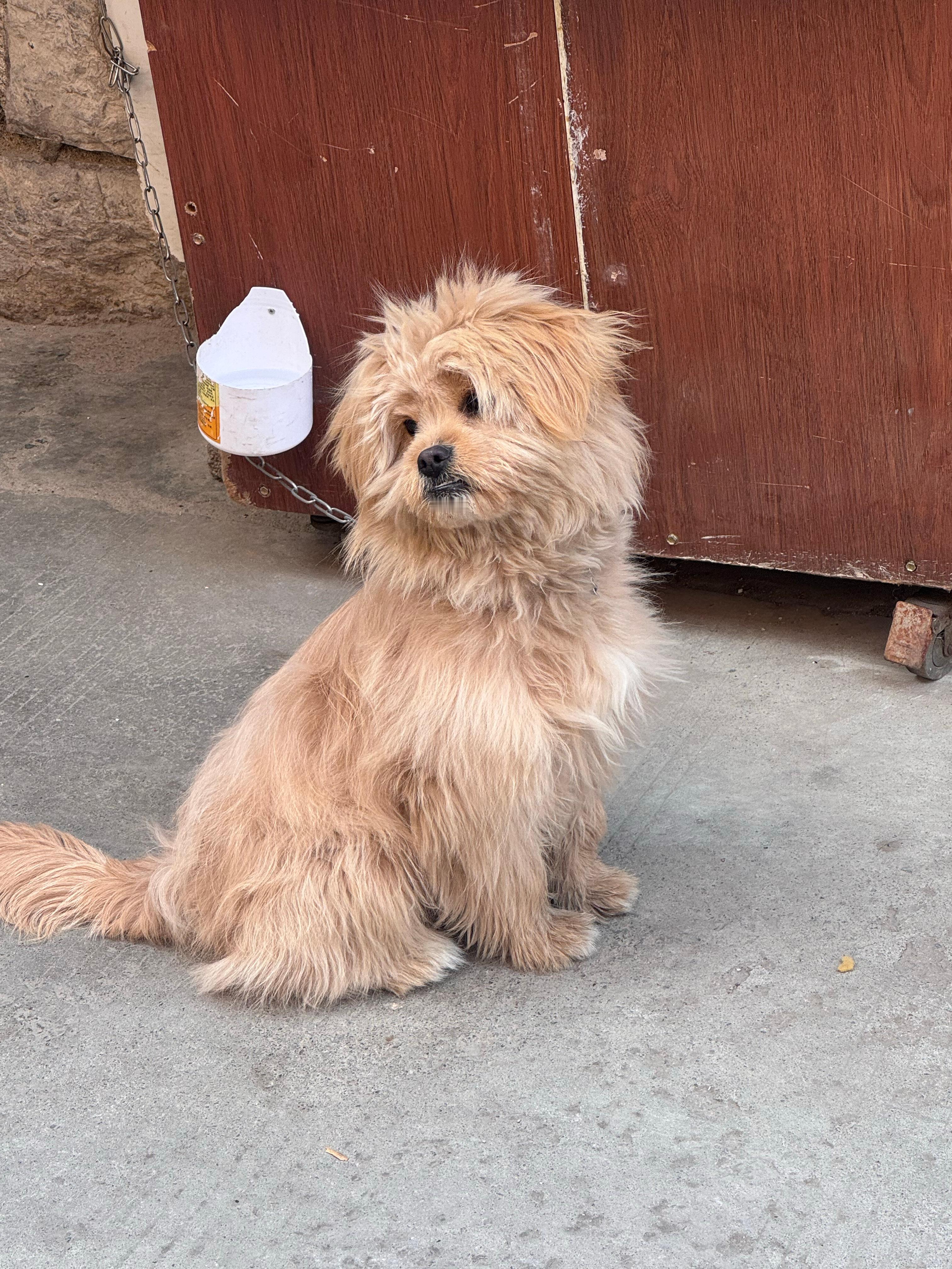 中分小狗 好可爱🥰 