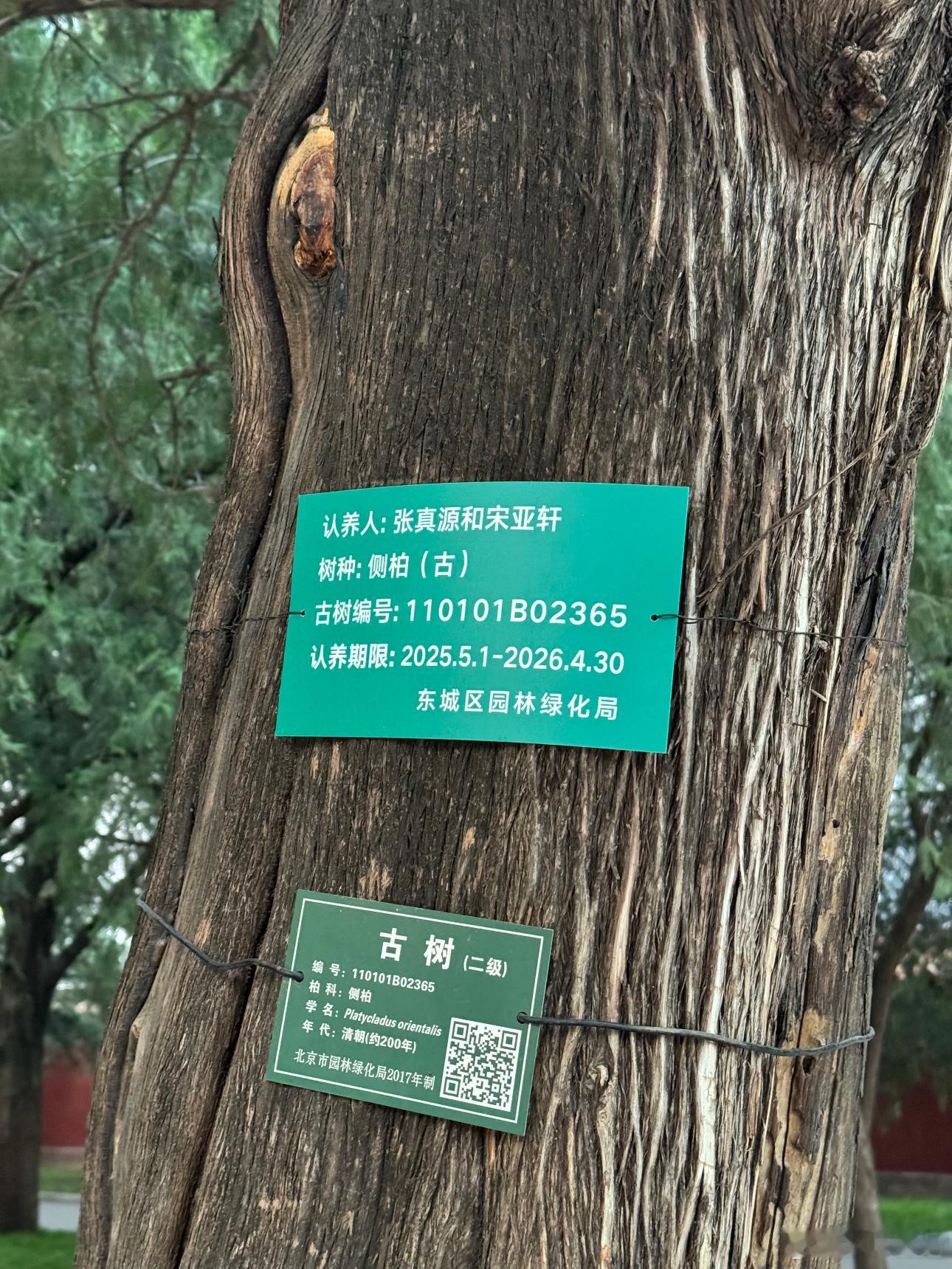有粉丝在地坛帮宋和张共同认养了一颗树 ​​​