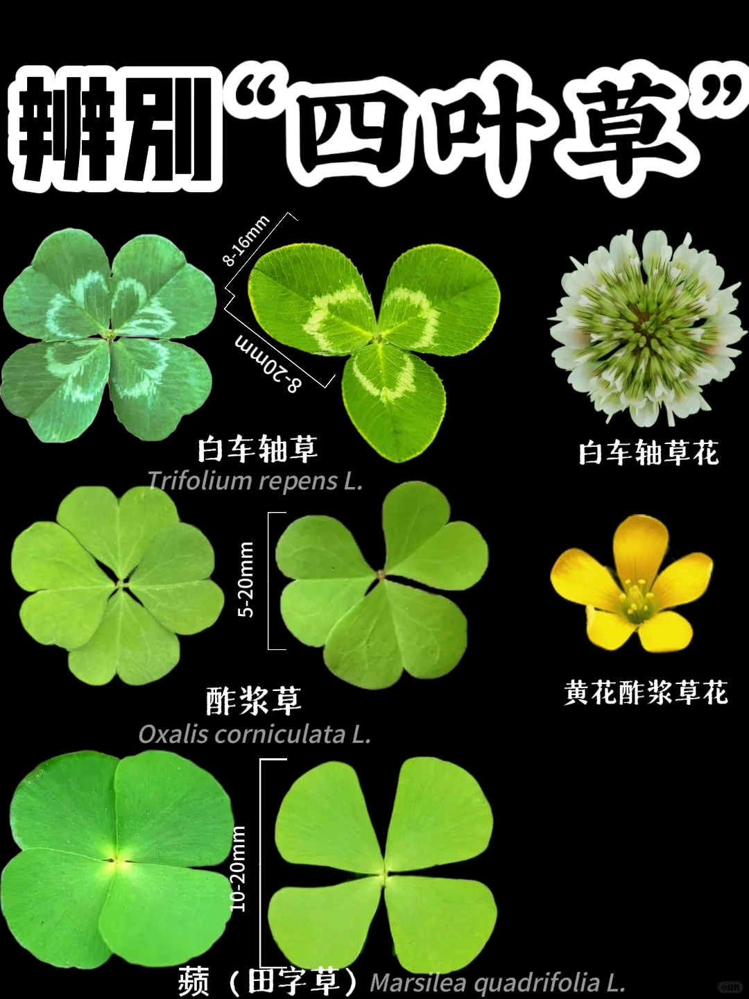看看这三种傻傻分不清楚的“四叶草”