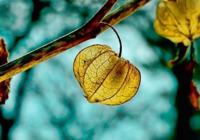 知青往事：我想当小学民办教师，大队书记却提出一个条件

“我不打算让你当。”大队