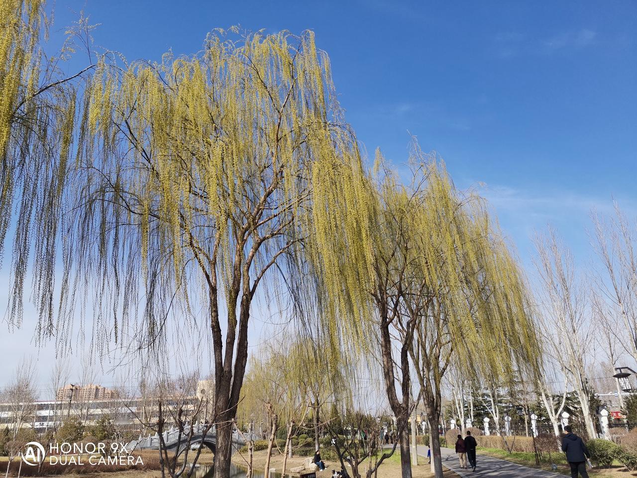 原来春天的礼物，从来都不是什么惊天动地的惊喜，而是让你在看到柳树发芽的那一刻。