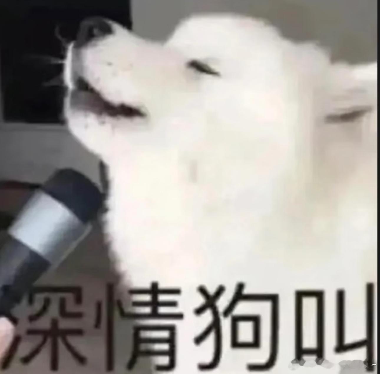 深情狗叫 