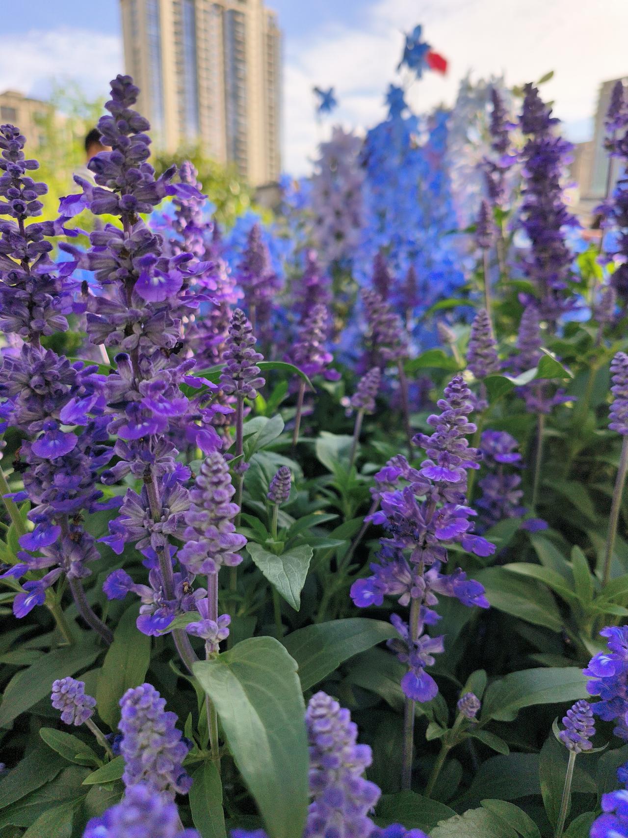 继续分享春季花展随手拍实景图分享！

拍摄时间～2025.4
花开新天地～202