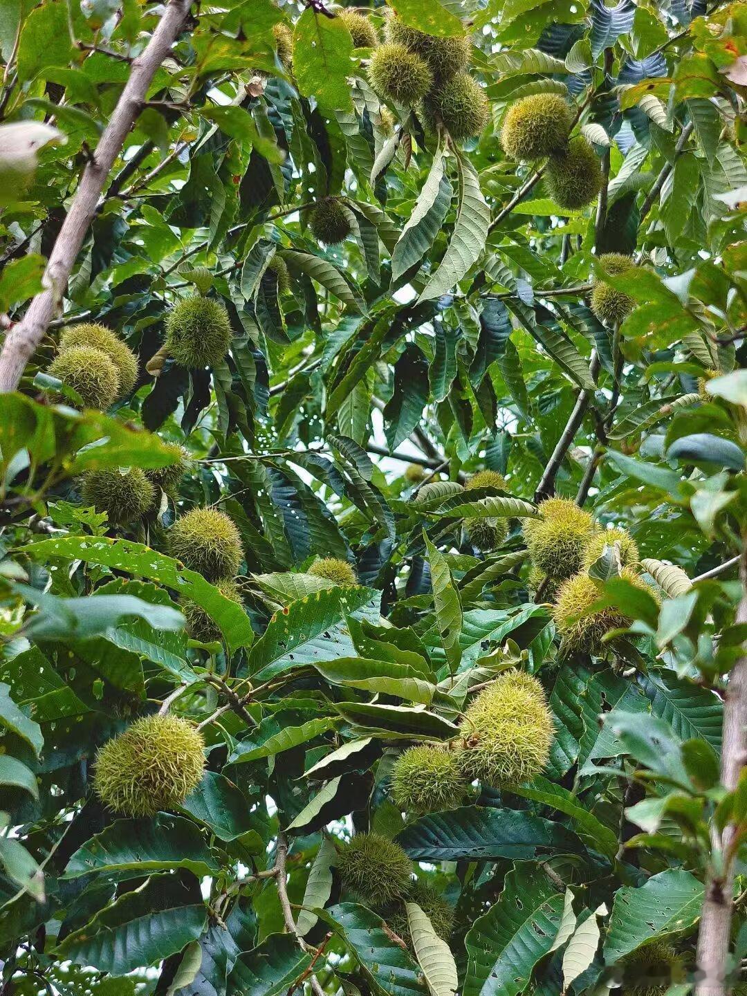 栗子🌰熟了板栗[超话]乡村[超话]我和我的家乡 ​​​