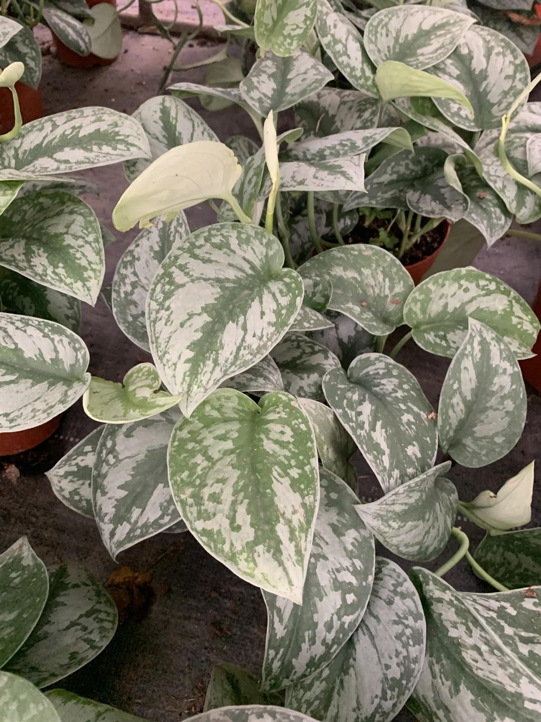 💚小众宝藏绿植 | 银斑葛💚