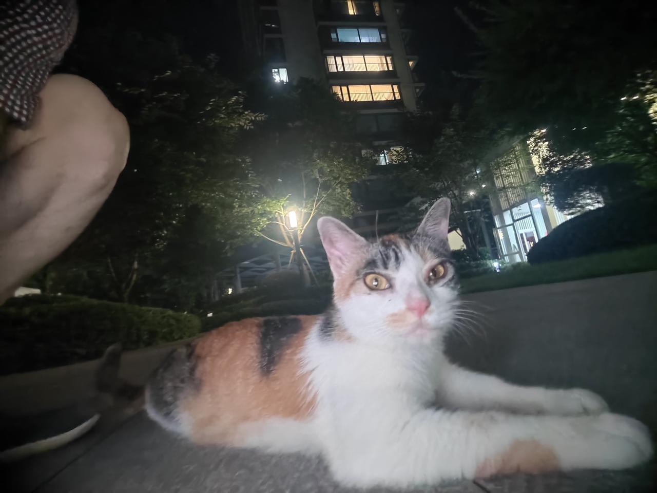 小家伙倒算是挺配合的，只是我拍照水平不够，但面相还是大致拍下来了。只是没问、也不
