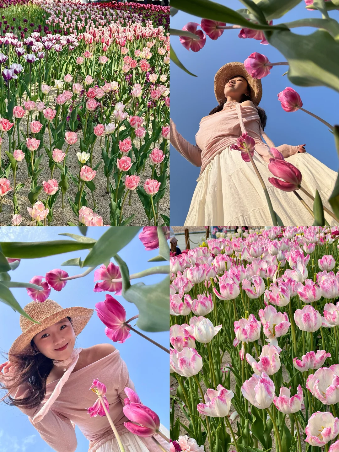 倒计时7天！快去拍仙湖植物园的限定郁金香🌷