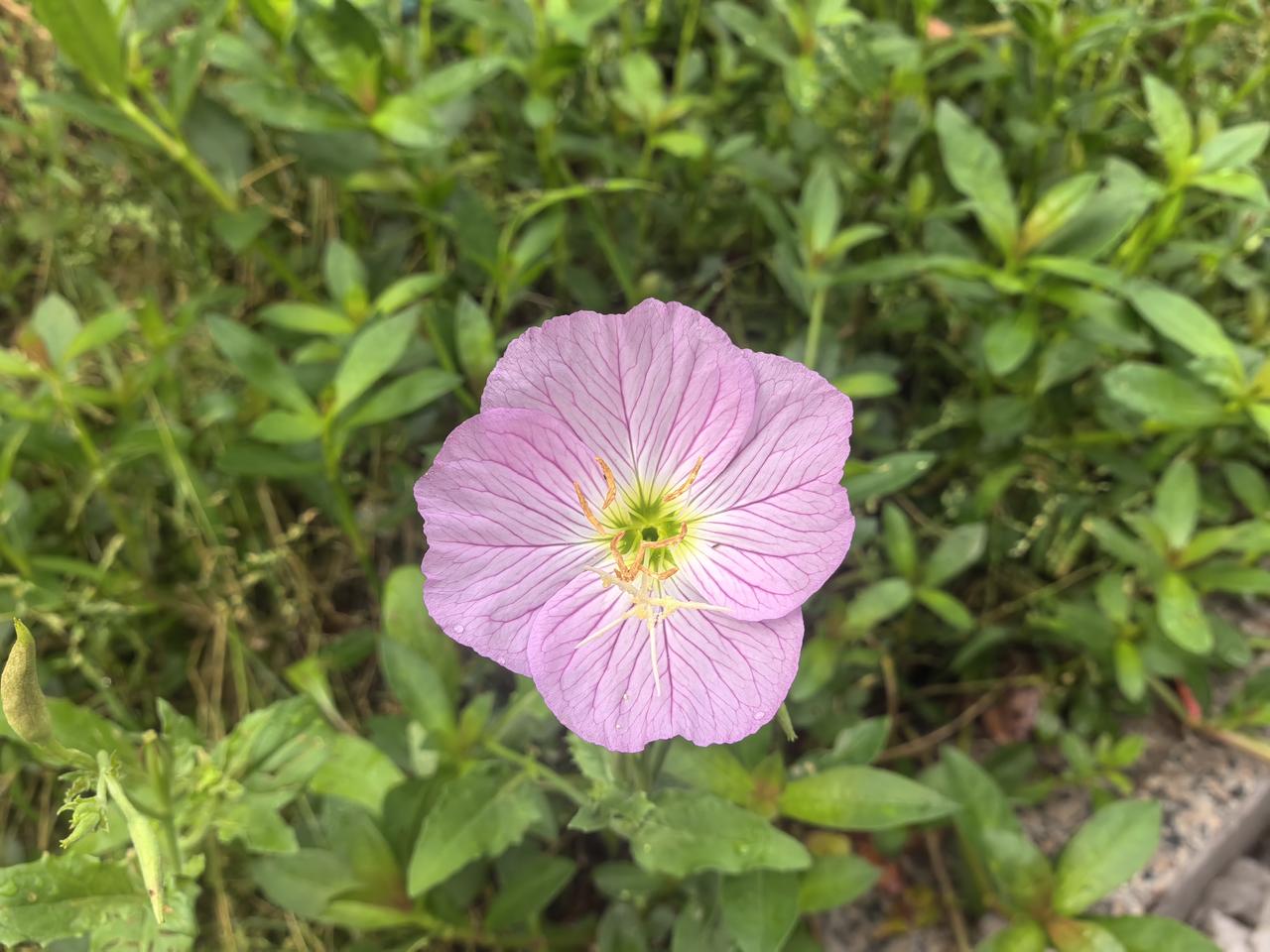 粉嫩的花朵，绽放在绿色的丛中，宛如春天的使者。🌸🌿