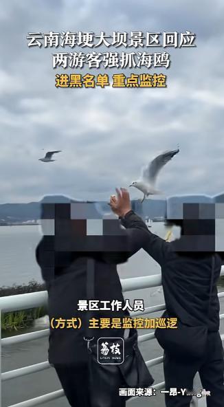 “太没素质了！”云南昆明，2名游客在喂海鸥时，其中一人趁海鸥靠近，突然伸手一把抓