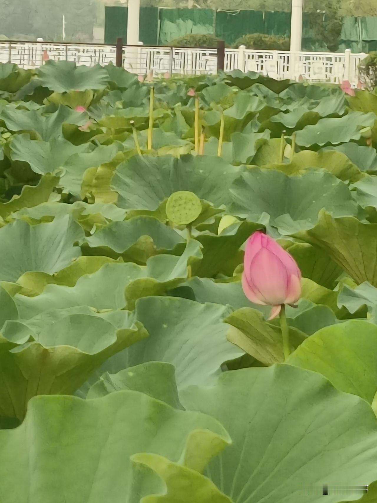 沙塞子·夏忆
骤雨匆匆天净，啼布谷，又鸣蝉。碧荷露珠漫洒，气清暄。
那日乡村儿少