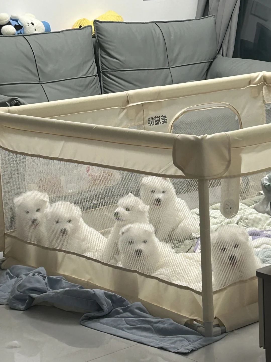 小熊熊排排站