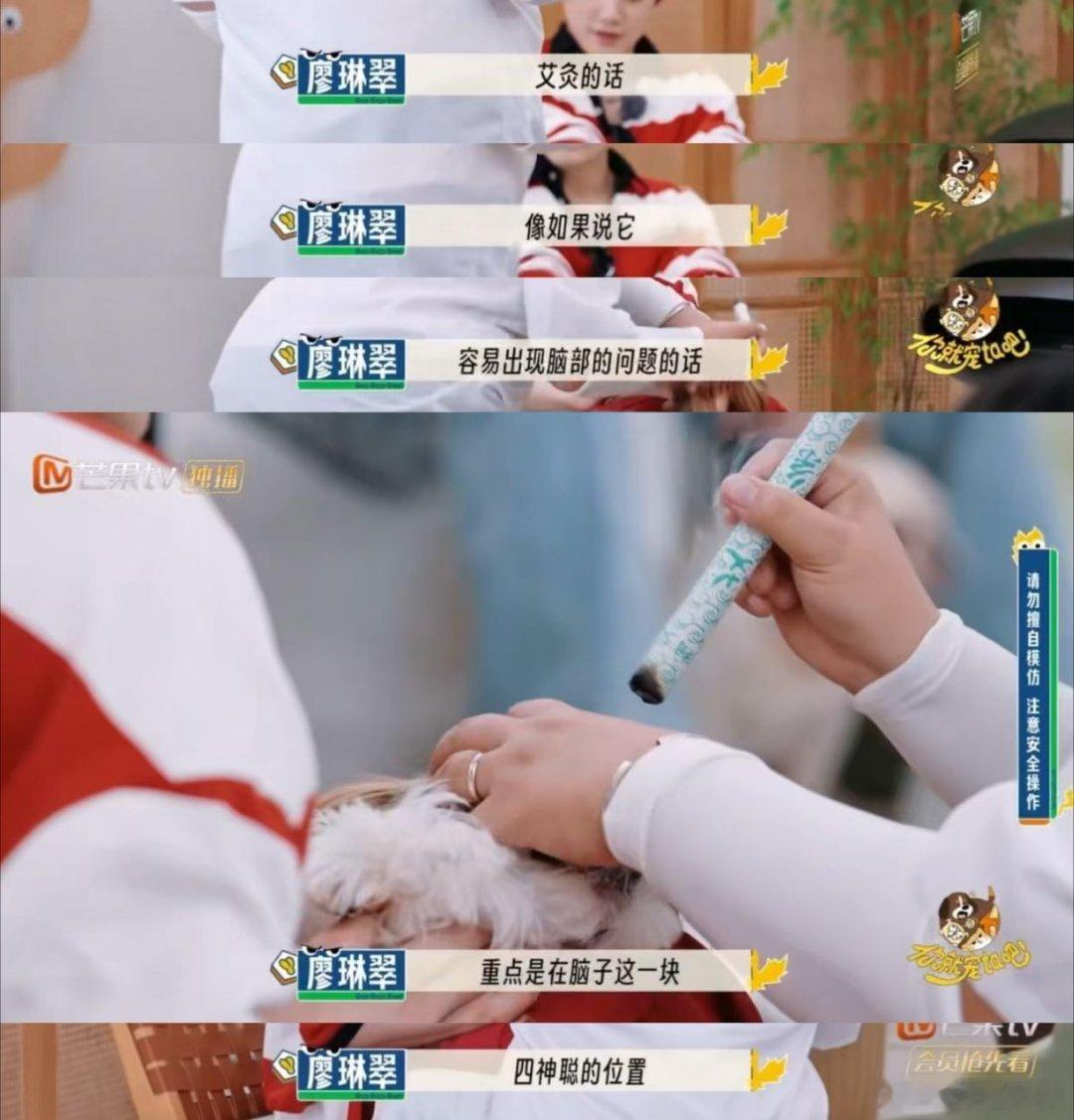 中医的风还是吹到了宠物界你就宠ta吧 中医热潮席卷宠物界！《你就宠ta吧》里萌宠