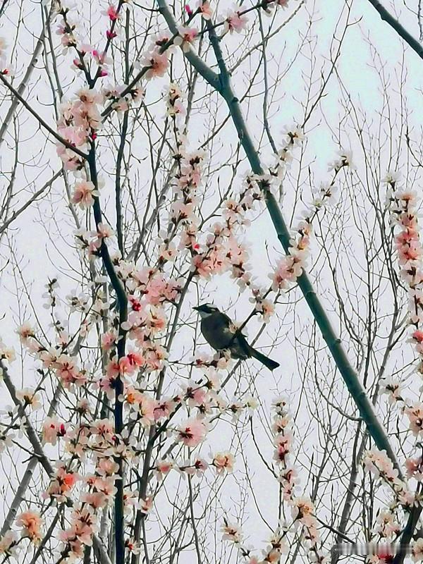 诚邀下联 
上联:春去花辞树;
下联:人来鸟立枝。
 友友来出下联 友友对出上联