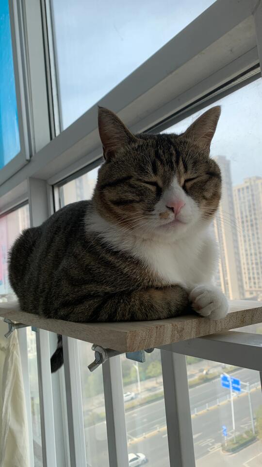 属于小猫的观景台