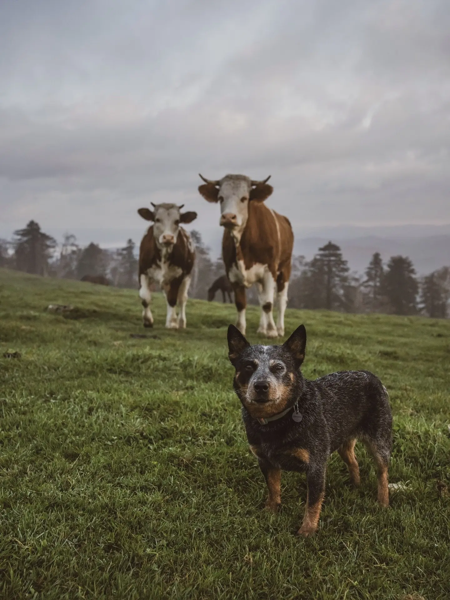 和小狗回到我们的精神保护区！