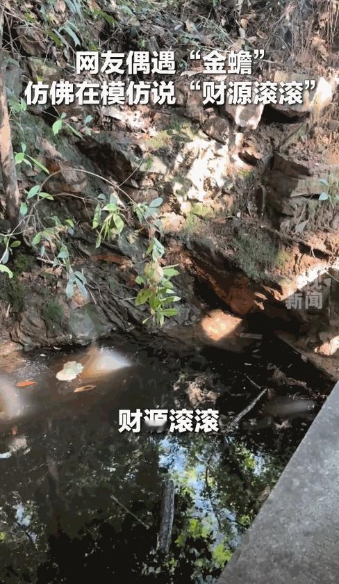 [兔子]“太不可思议了！”山东，一女子在溪水边游玩，发现河边石块上趴着一只“金蟾