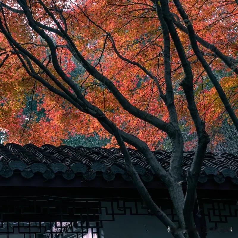 上联：风吹春柳一堤绿，邀下联下联，霜染秋枫满山红！🍁