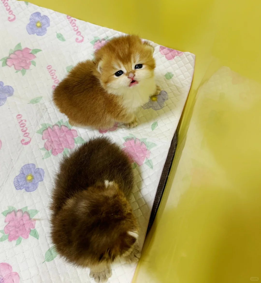这窝小奶猫都好软啊～