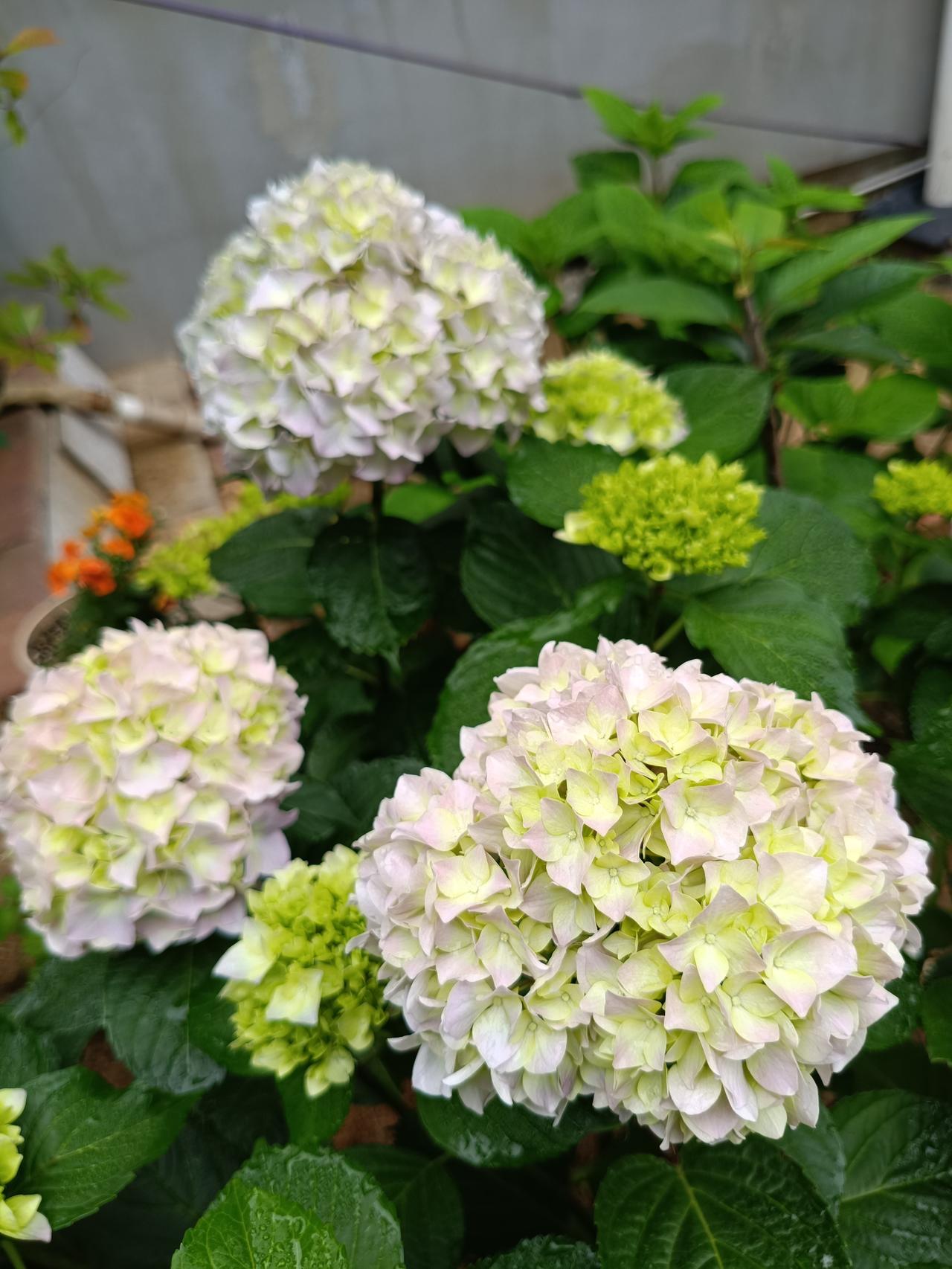 从春节过后那一朵小小的黄色的迎春花，一路追花。
这几日绣球花开得正旺。