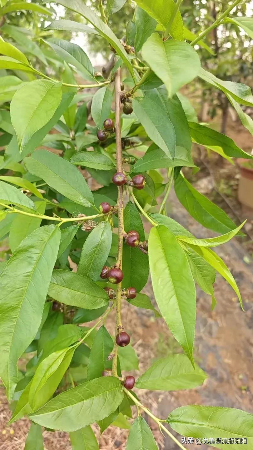 记录我的2026今天起了个早，拉起棉被开始选果了，这项工作很重要，只有质量好，才