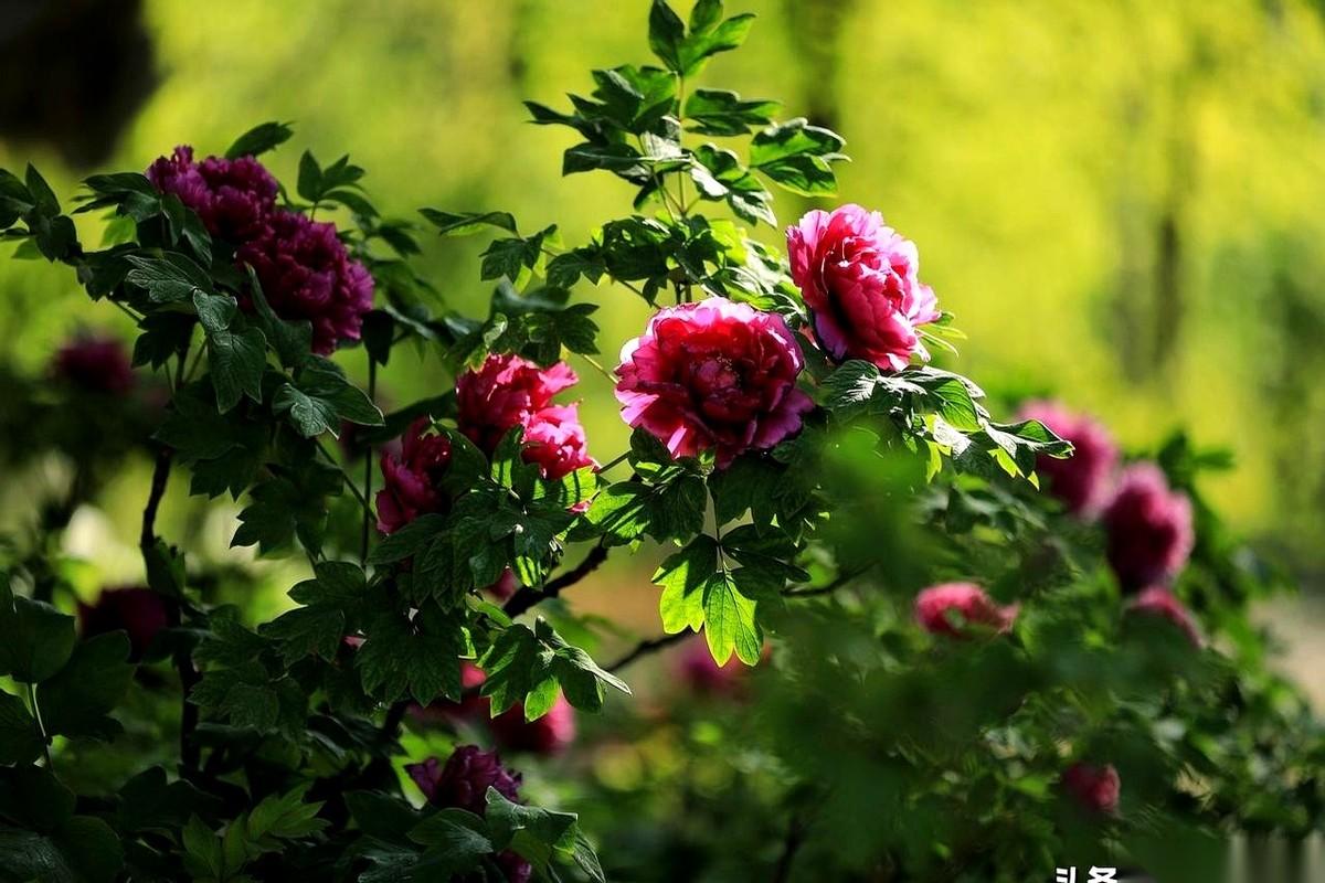 我把镜头对准上海植物园那片牡丹，取景器里，一团乱麻。
手机举起来，又沉沉地放下，