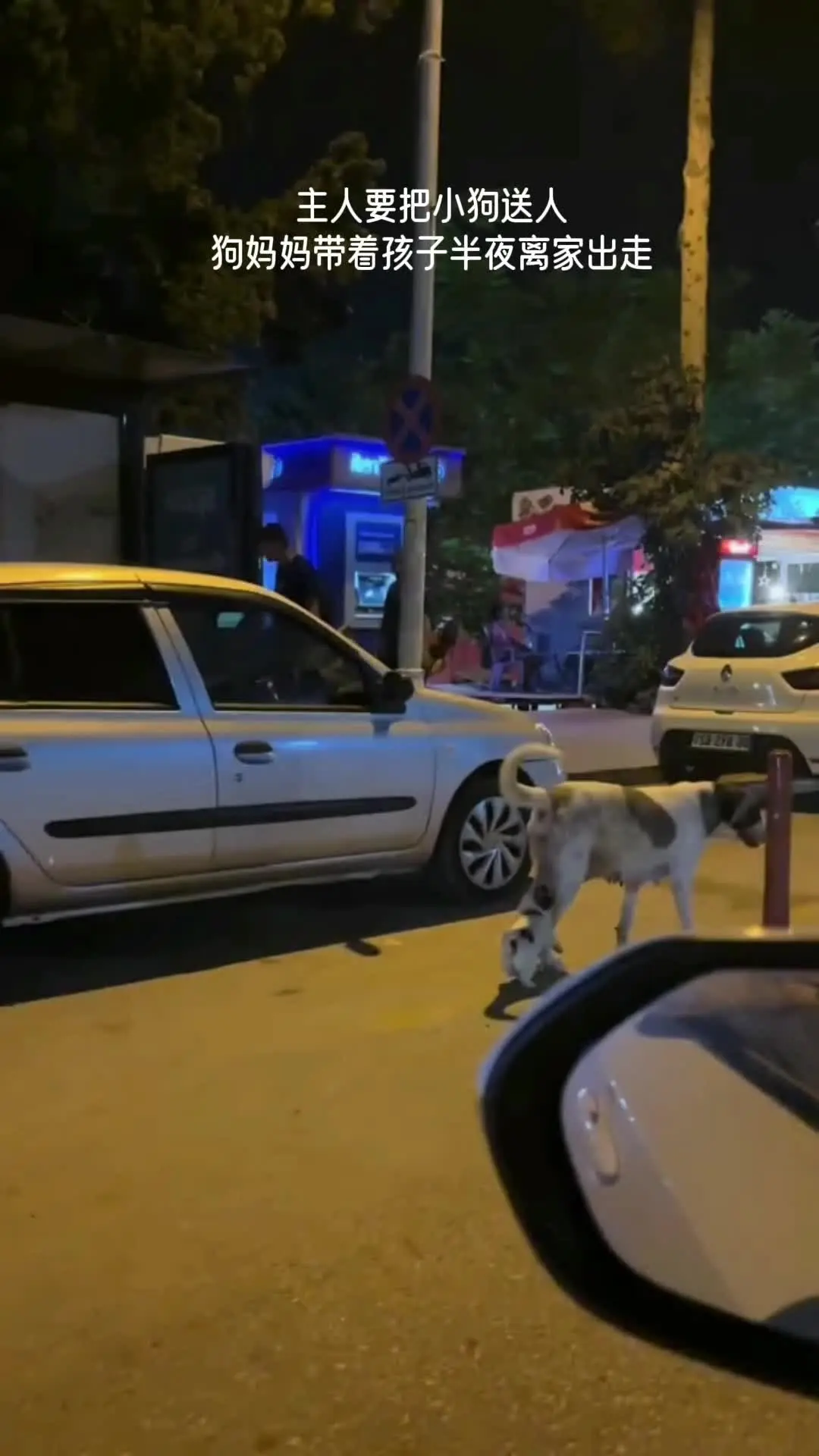 主人要把小狗送人 狗妈妈半夜带着唯一的孩子离家出走