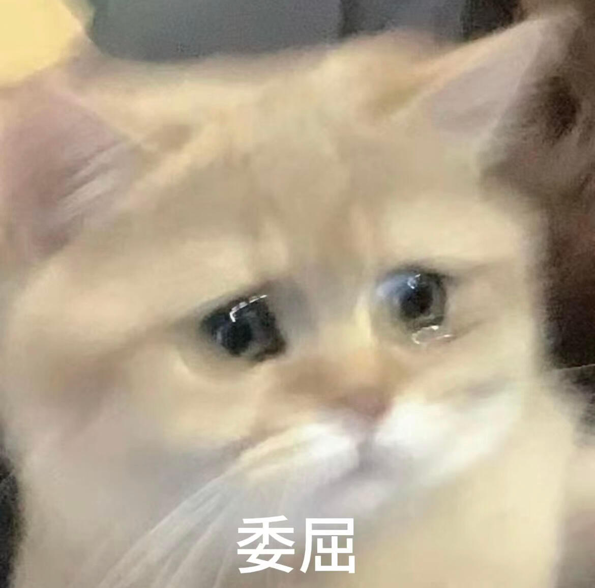 拿去嚯嚯你对象！主打一个不讲理！嘿嘿嘿！ 