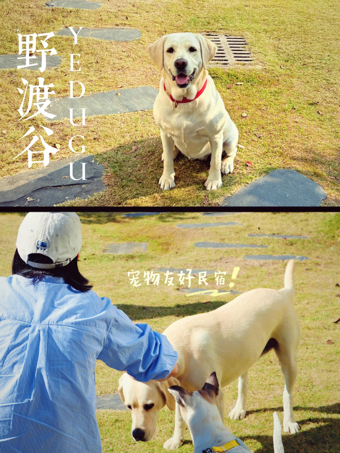 带狗撒欢！英德这家宠物友好民宿太懂了🐶