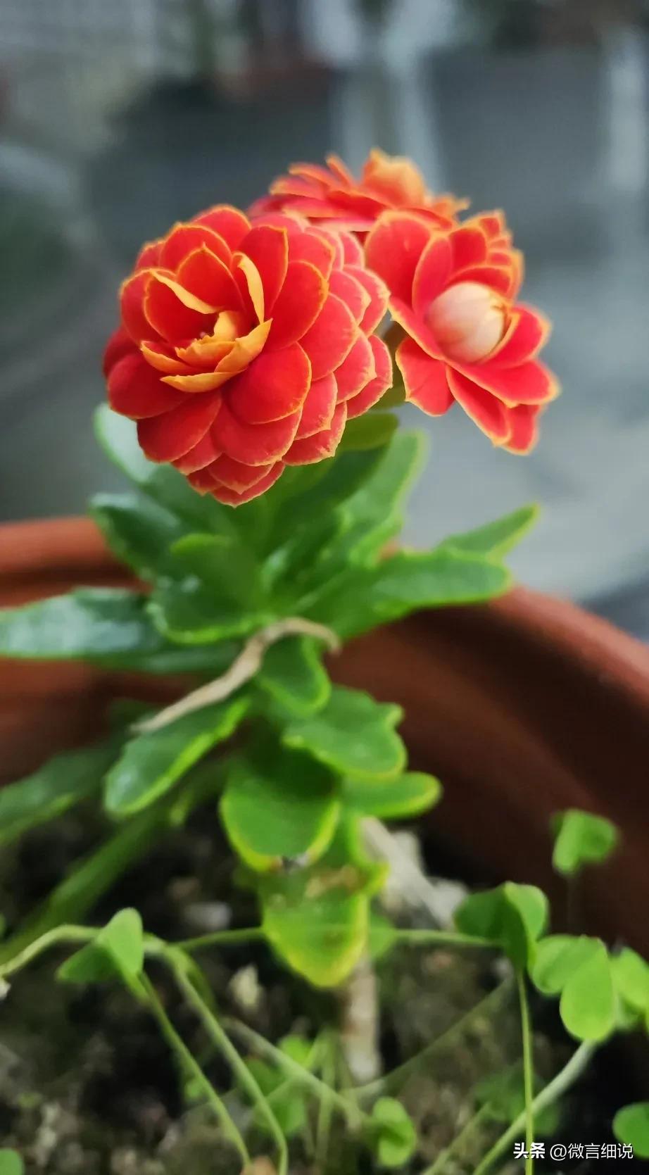 不知春何去，我自笑星辰。