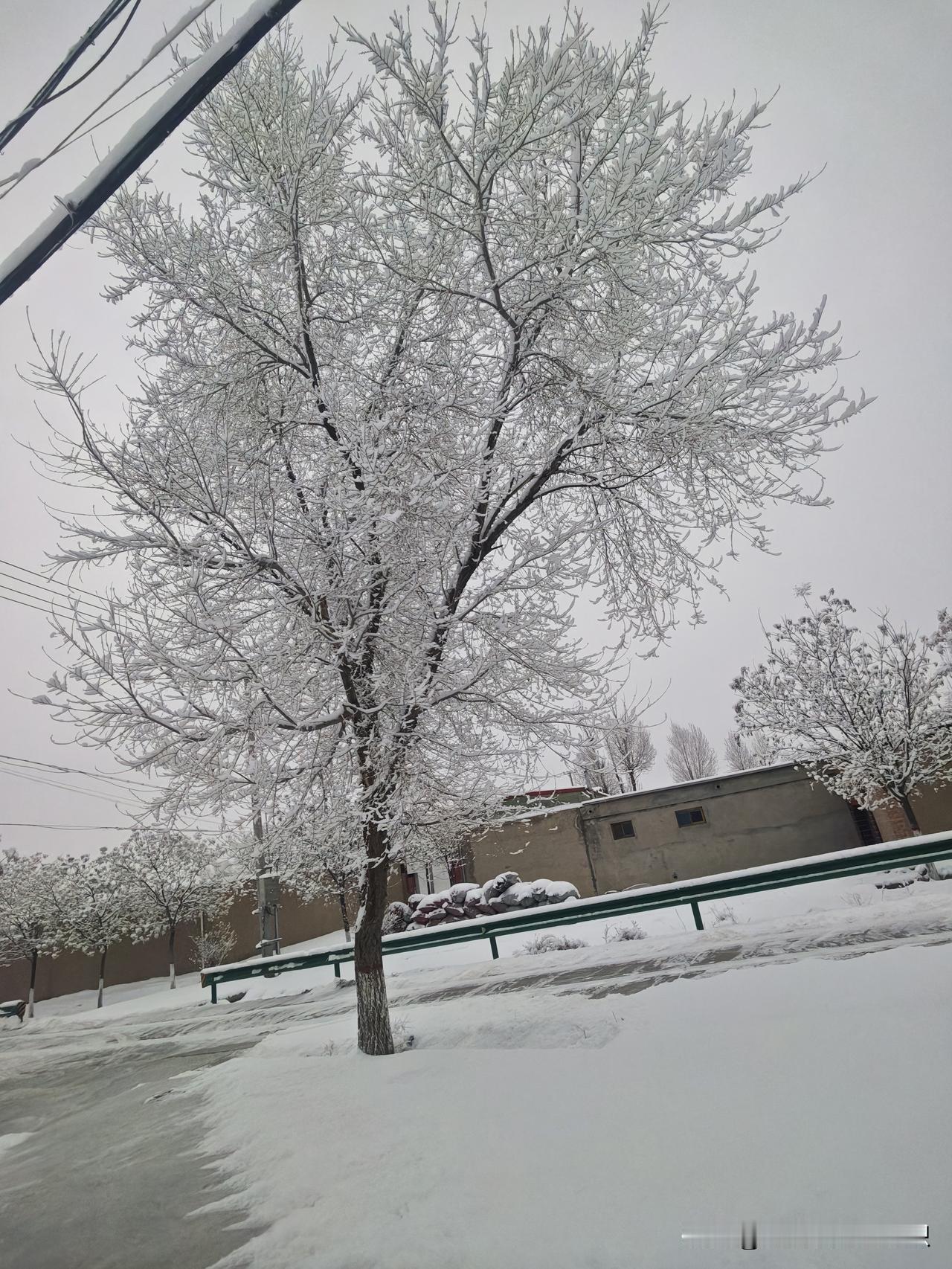 雪落满枝，人间忽晚
 
清晨推开门，我才惊觉一夜风雪，已把世界裹成了素白。
 