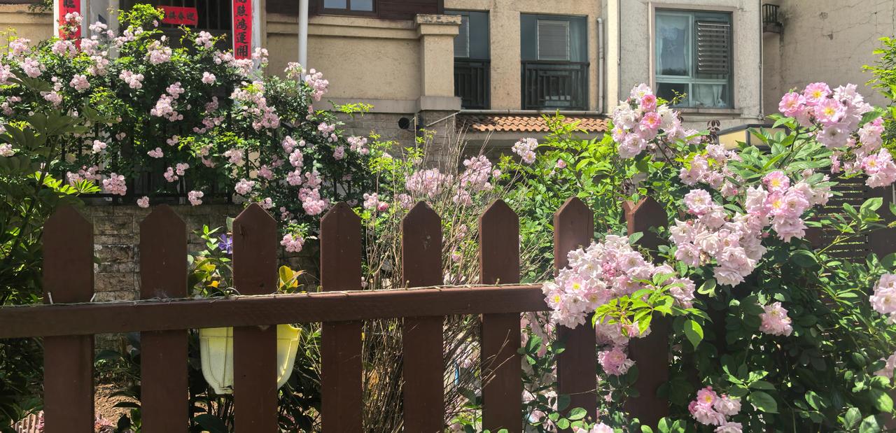 多枝蔷薇出栅栏！