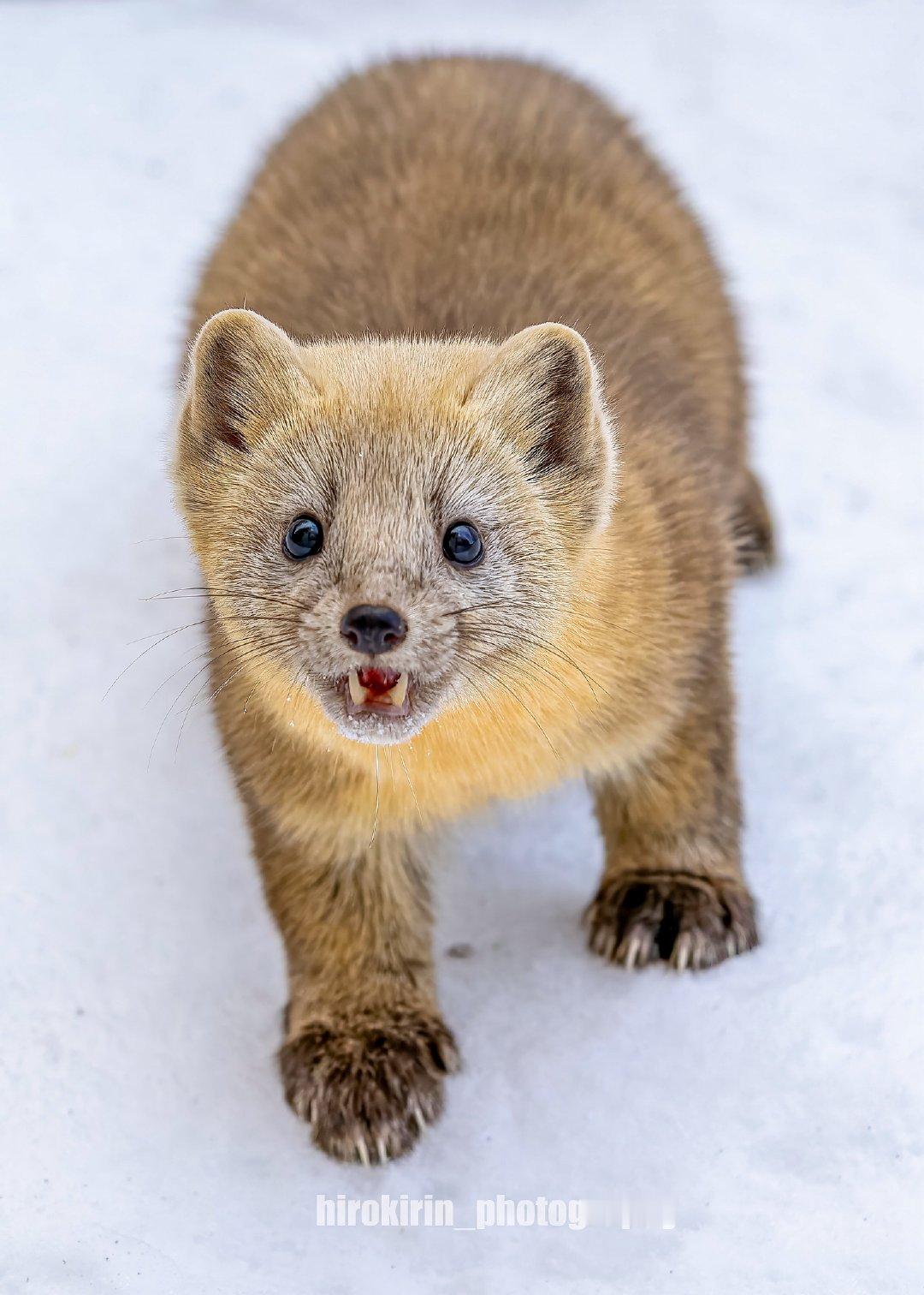 精神小貂©️hirokirin_photo  