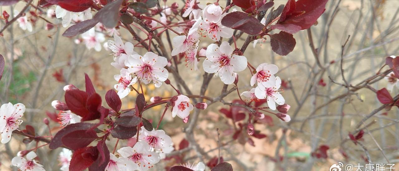 美国所宣传的博爱呢，人权呢？据统计，自2001年以来，美军在叙利亚、伊拉克、阿富