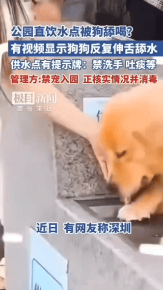 你愿意和宠物狗共饮一个水龙头喝水吗？
近日，广东深圳有市民反映在深圳湾公园里一名