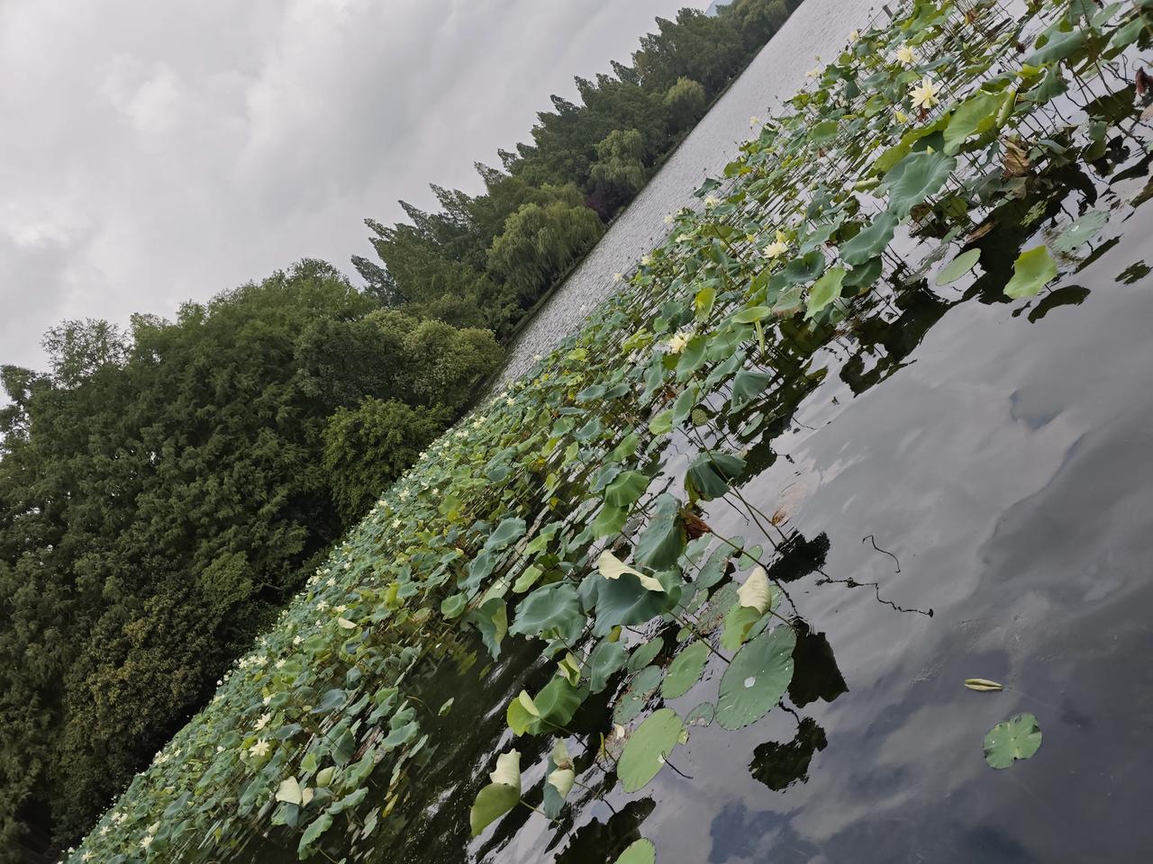 杭州西湖十景之一的花港观鱼，荷花与睡莲竞相绽放，绿叶如盖，花影摇曳。阳光透过荷叶