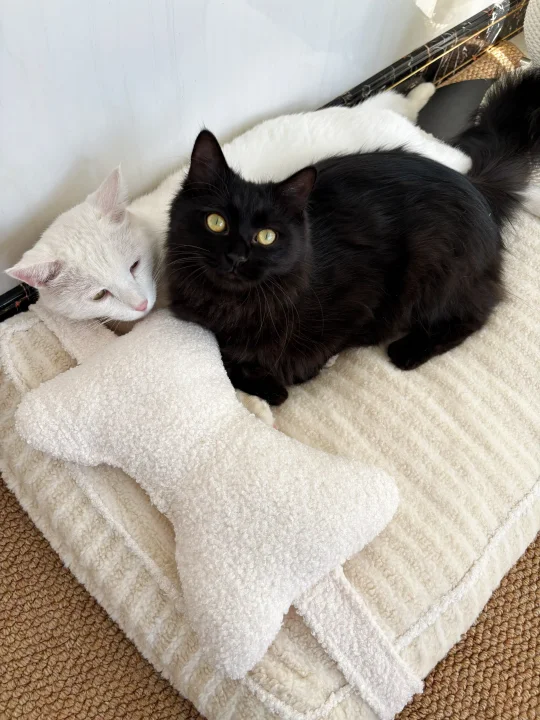 Daily ✨｜凉凉秋意里的温暖