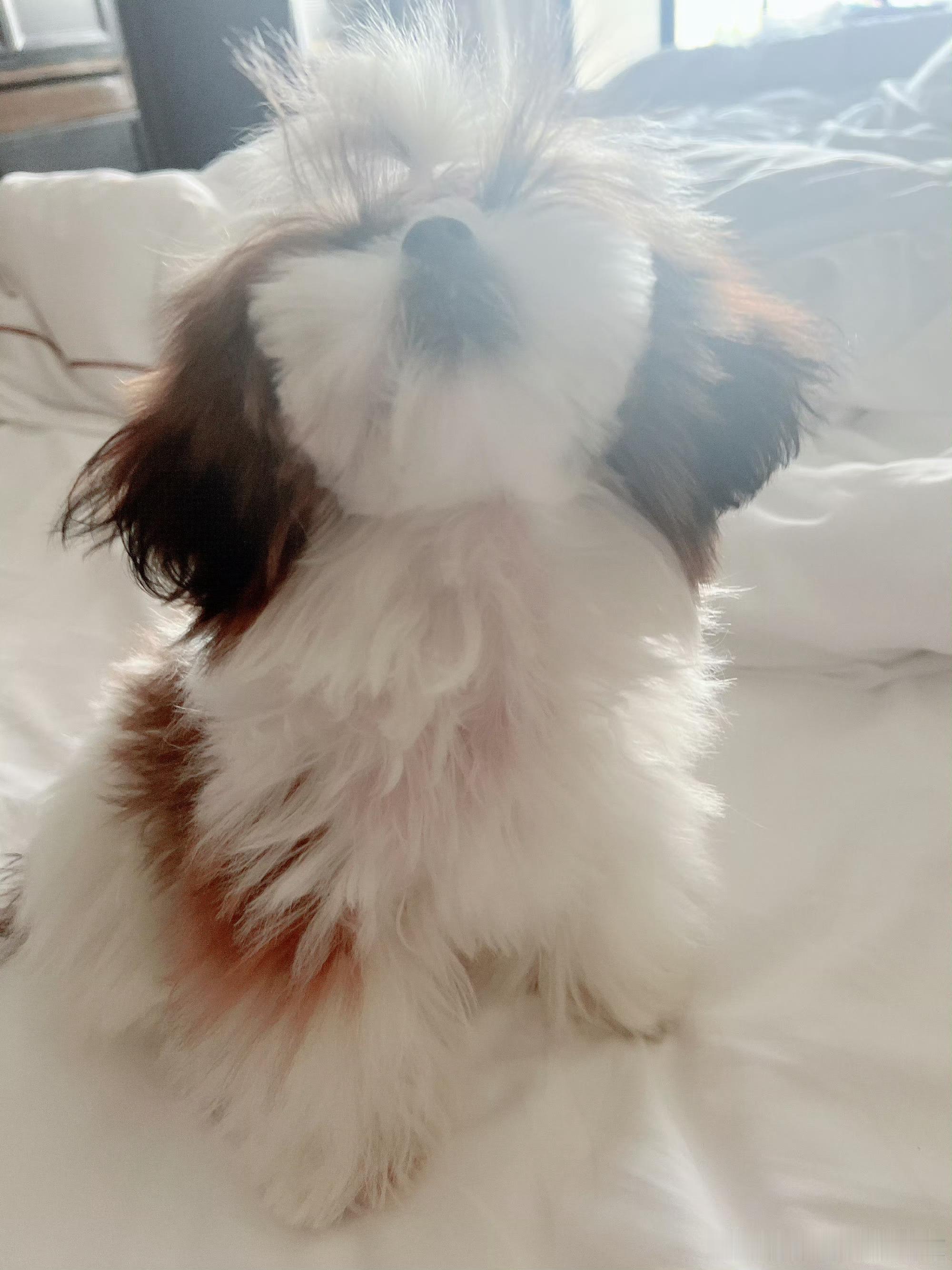 一只拖把