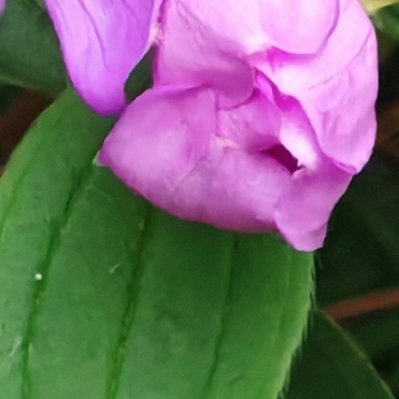 每日一善 紫色繁花静静舒展，善意藏在细碎日常，慢慢来，美好自会如期而至。 