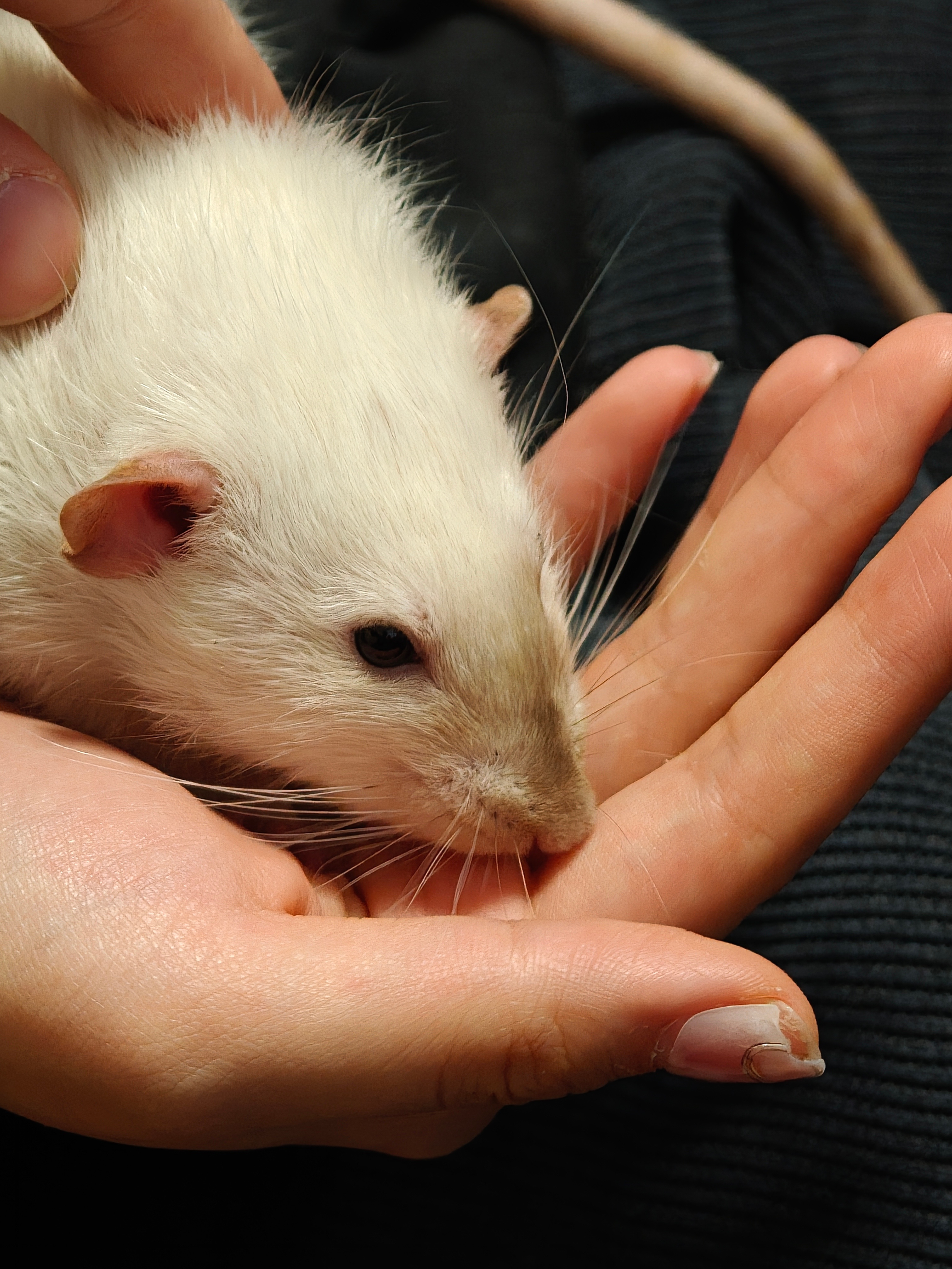 养猫的见多了，养狗的也见多了，养花枝鼠的，我是第一次亲眼见到，毕竟网上倒是有不少