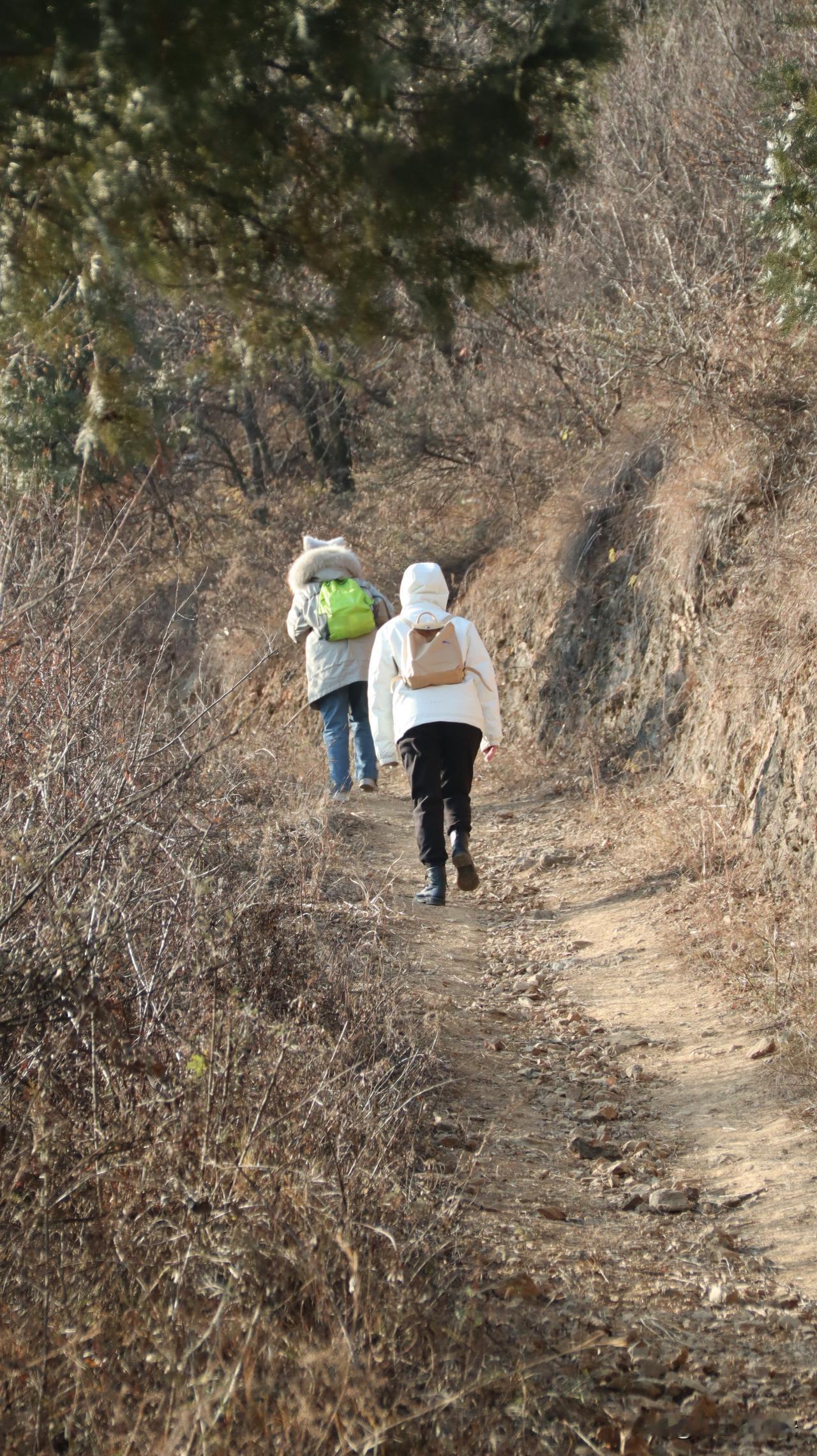 周天跟陈科长还有她一个同事，一起去汤峪爬山挖野洋姜，尽兴后开车去焦岱镇吃饭，山路