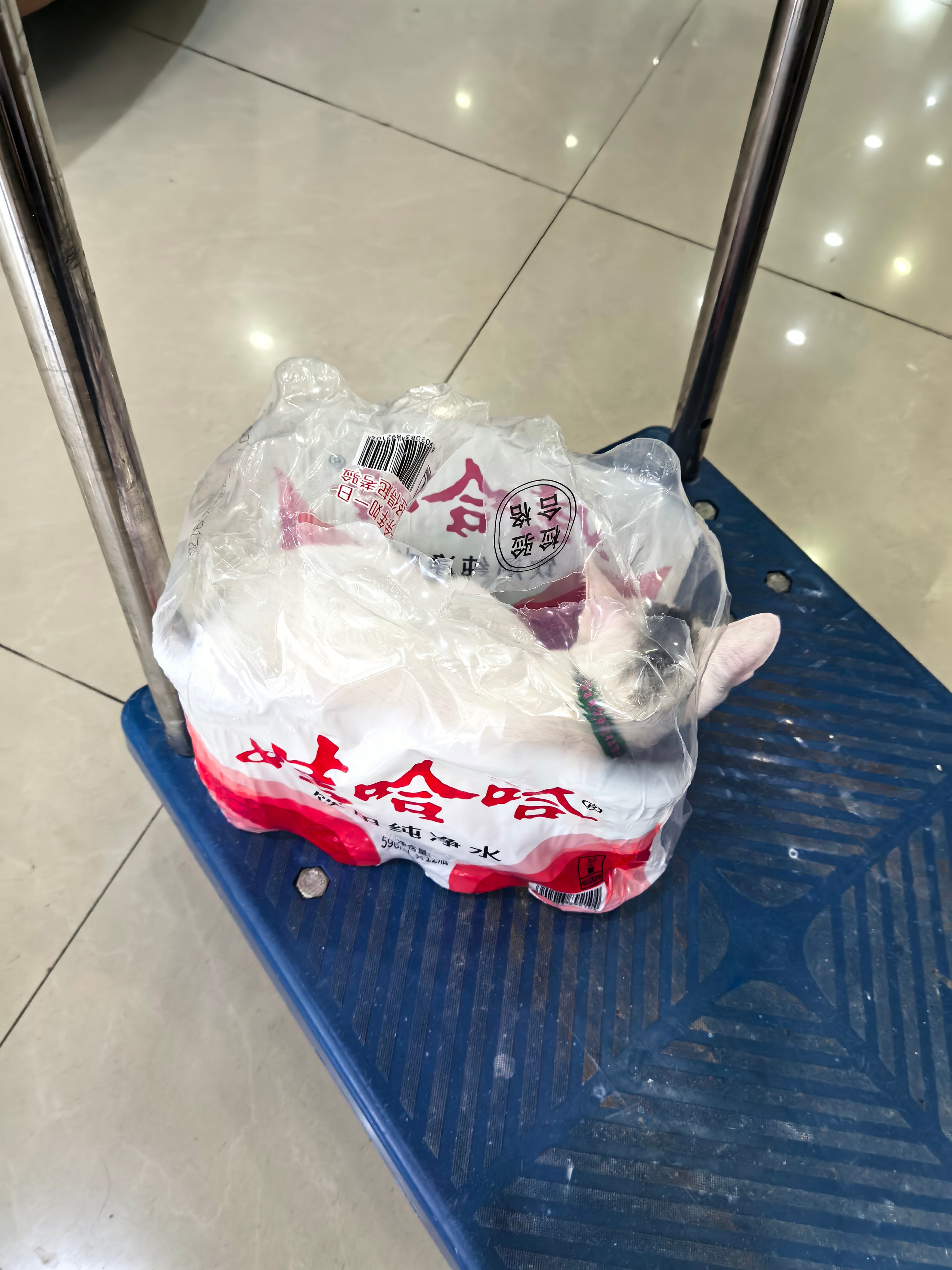 白海豚提前登陆 中央气象台升级发布台风最高等级红色预警，台风地区的朋友们切记关好