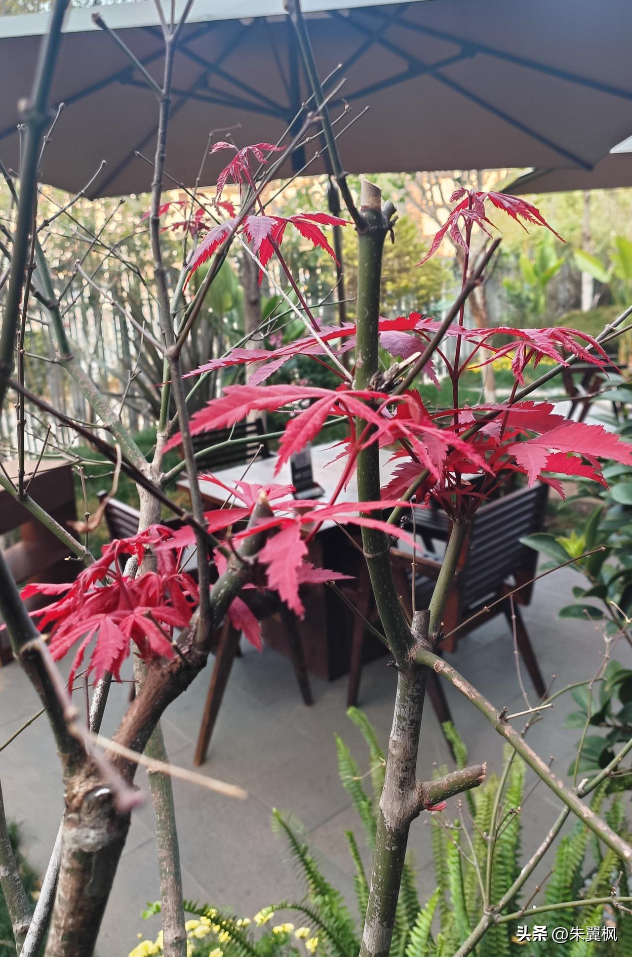 日子过到一定程度，真的只关心粮食和蔬菜，健康和快乐。以前那些夸夸其谈的东西，也只