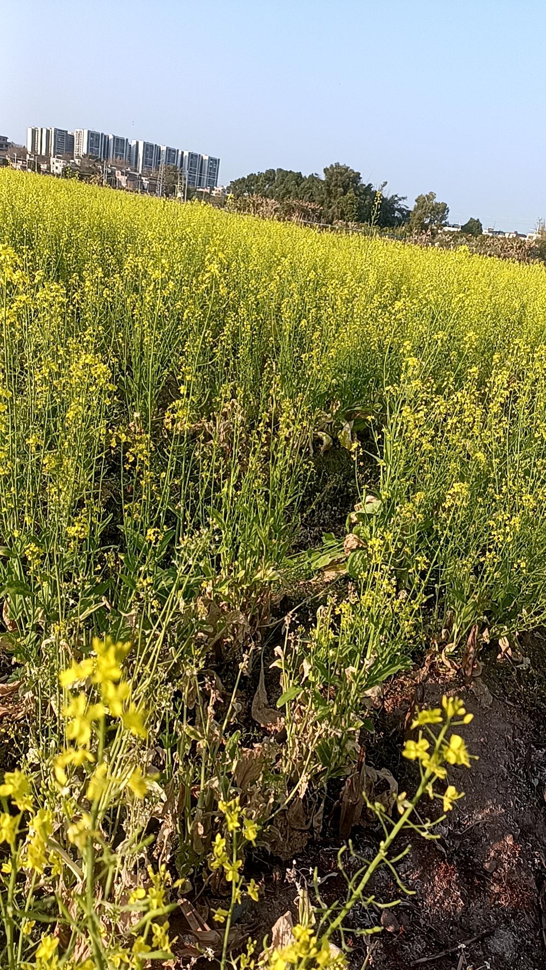 金黄色的油菜花啊，看的人心旷神怡